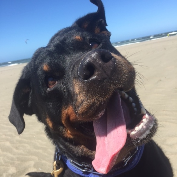 Meet your Posher, Natalie - Picture 2 of 4